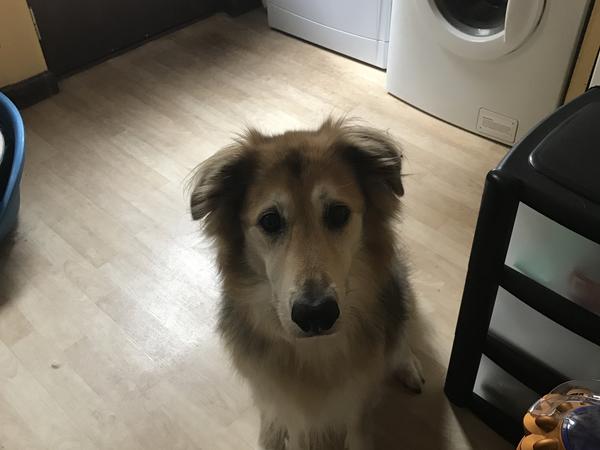 Housesitting assignment in Largs, United Kingdom