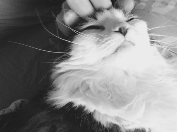 Housesitting assignment in Oslo, Norway