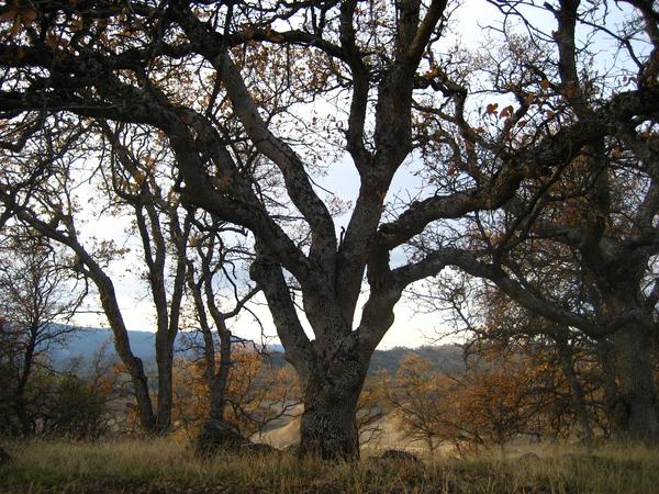 Housesitting assignment in Paskenta, CA, United States