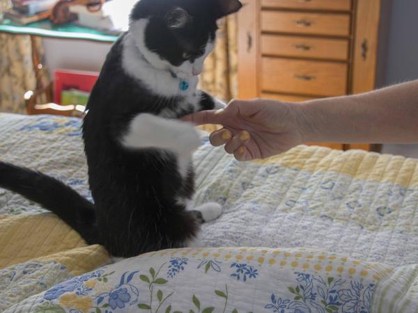 Housesitting assignment in Seabrook Station, NH, United States