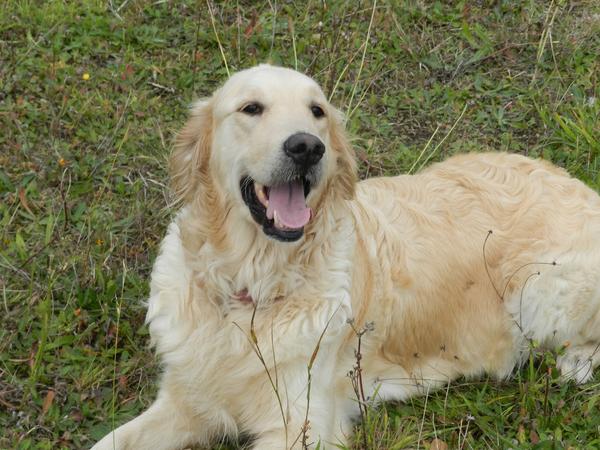 Housesitting assignment in Rickinghall, United Kingdom