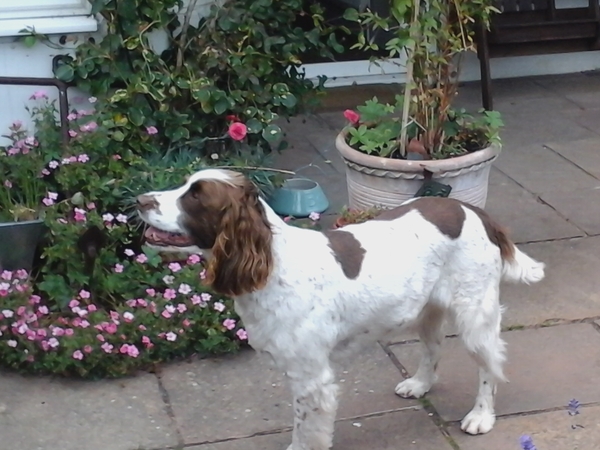 Housesitting assignment in Pevensey Bay, United Kingdom