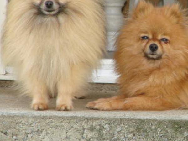Housesitting assignment in Menomblet, France