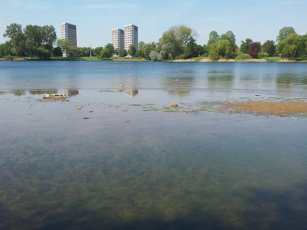 Housesitting assignment in 's-Hertogenbosch, Netherlands