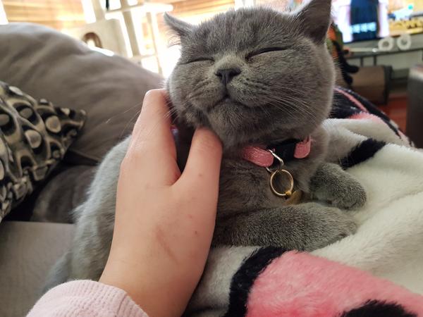 Housesitting assignment in Templestowe Lower, Victoria, Australia
