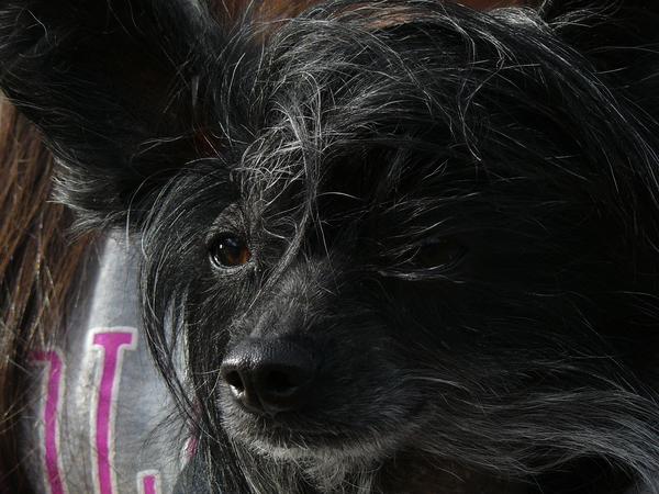 Housesitting assignment in Metchosin, British Columbia, Canada