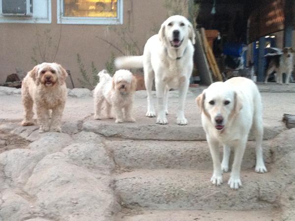 Housesitting assignment in Corrales, New Mexico, United States
