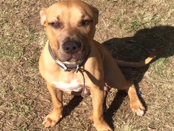 Housesitting assignment in Banora Point, New South Wales, Australia