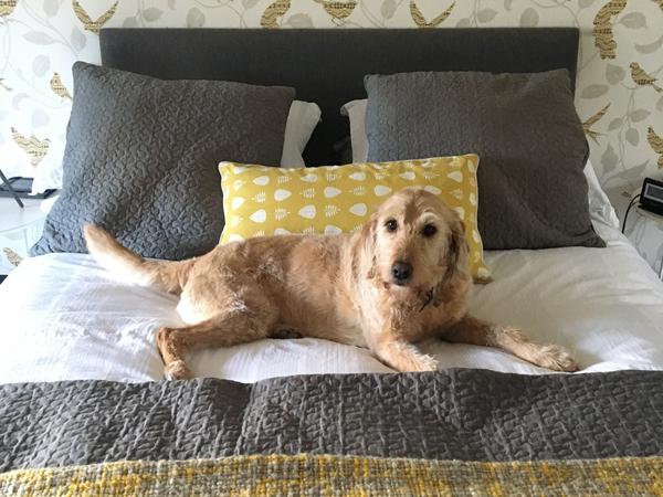 Housesitting assignment in Ballygalley, United Kingdom