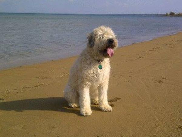 Housesitting assignment in Collingwood, Ontario, Canada