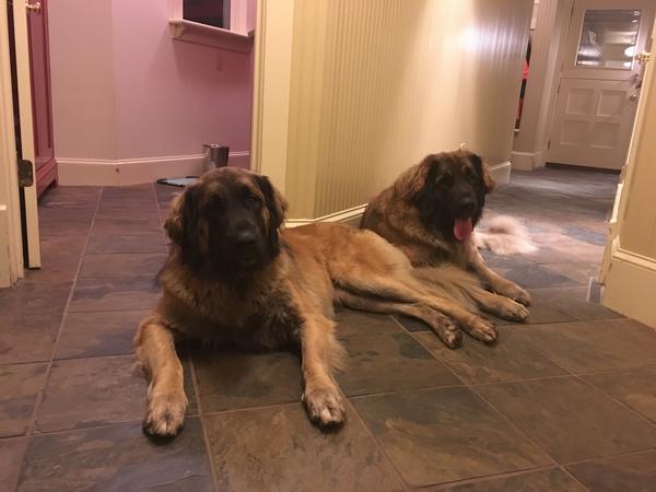 Housesitting assignment in East Greenwich, Rhode Island, United States