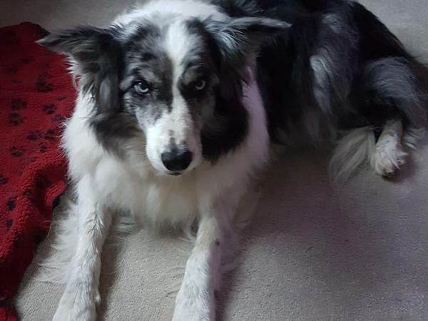Housesitting assignment in Truro, United Kingdom