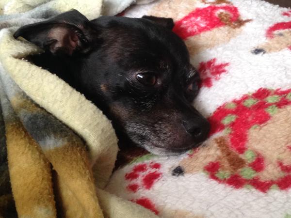 Housesitting assignment in Lancaster, Pennsylvania, United States