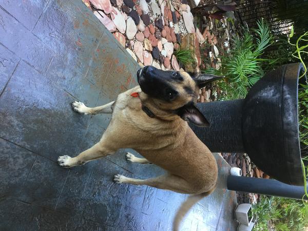 Housesitting assignment in Broome, Western Australia, Australia