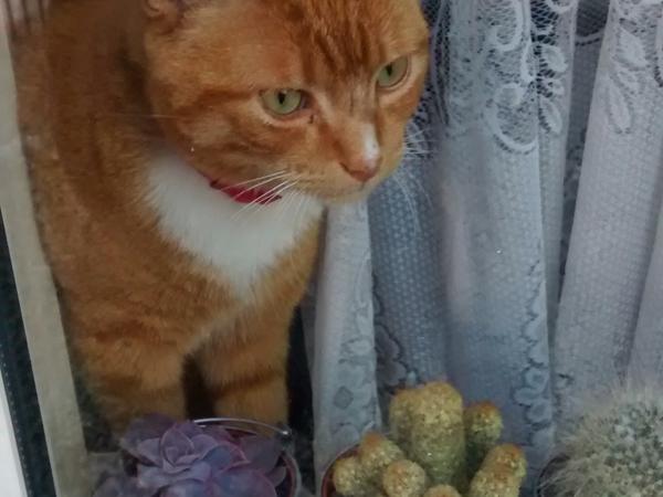 Housesitting assignment in Dublin, Ireland