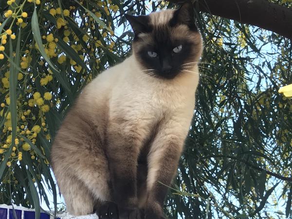 Housesitting assignment in Valencia, Spain