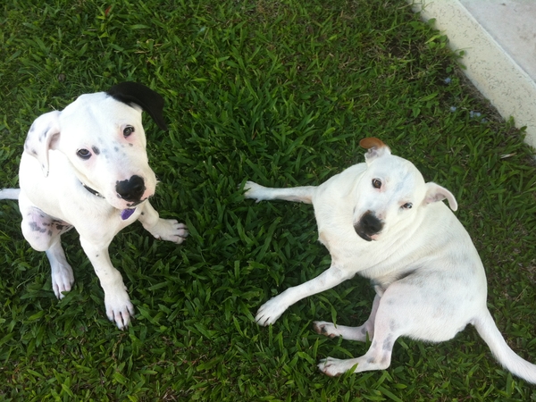 Housesitting assignment in Wattle Grove, NSW, Australia