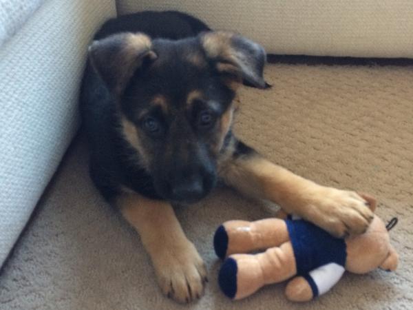 Housesitting assignment in Cambridge, ON, Canada