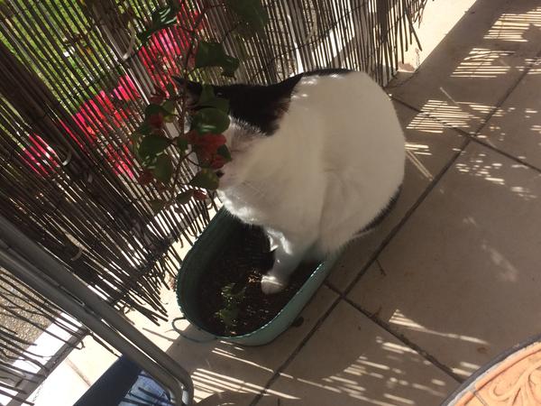 Housesitting assignment in Surry Hills, New South Wales, Australia
