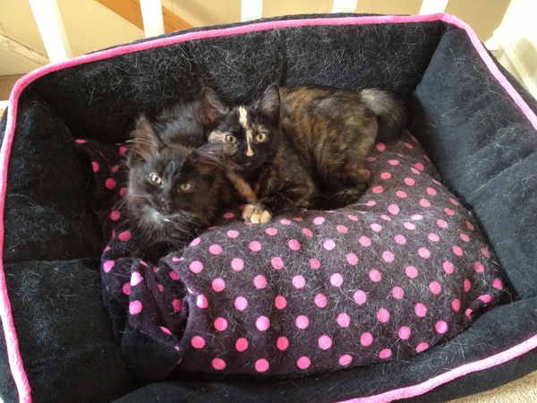 Housesitting assignment in Huddersfield, United Kingdom