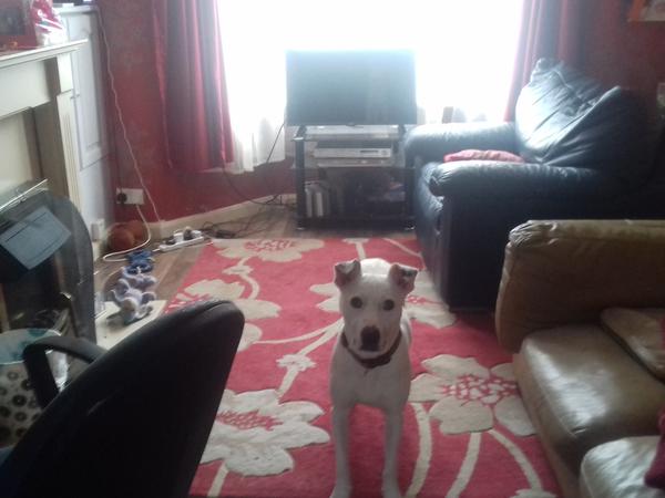 Housesitting assignment in Liverpool, United Kingdom
