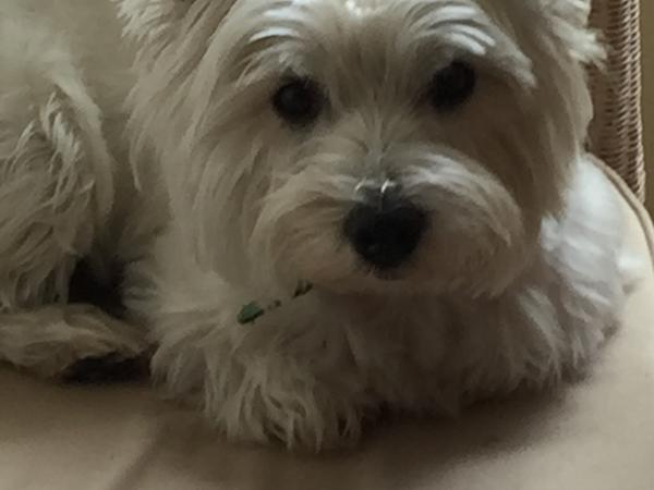 Housesitting assignment in Brugge, Belgium