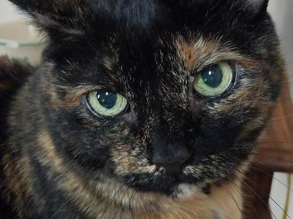Housesitting assignment in Nevada City, California, United States