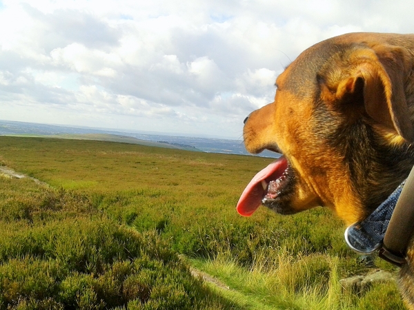 Housesitting assignment in Saltaire, United Kingdom