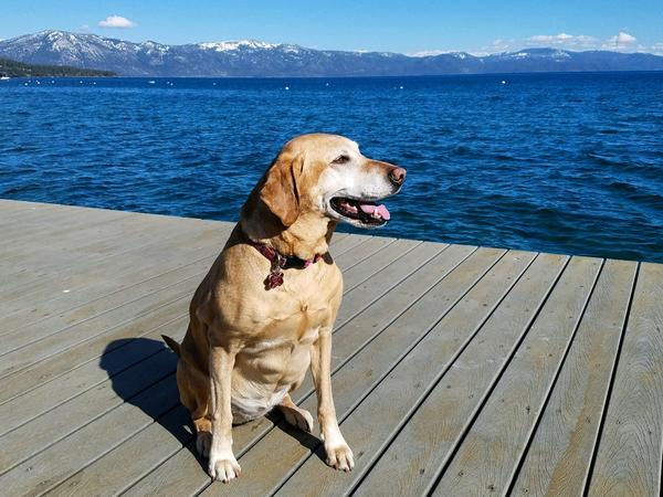 Housesitting assignment in Gilroy, CA, United States