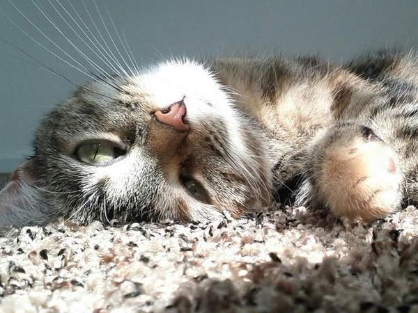 Housesitting assignment in Woodbridge, VA, United States