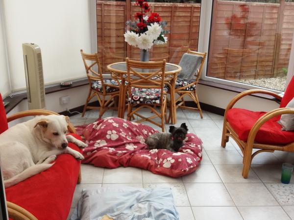 Housesitting assignment in Porthcawl, United Kingdom