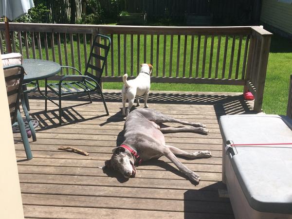Housesitting assignment in London, Ontario, Canada