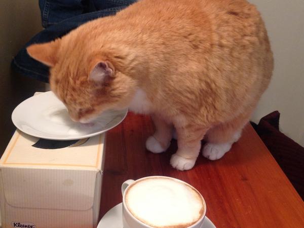 Housesitting assignment in Napier, New Zealand