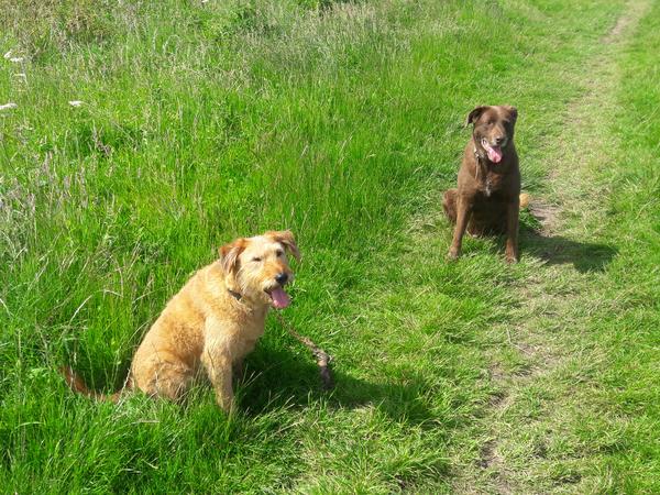 Housesitting assignment in Bray, Ireland