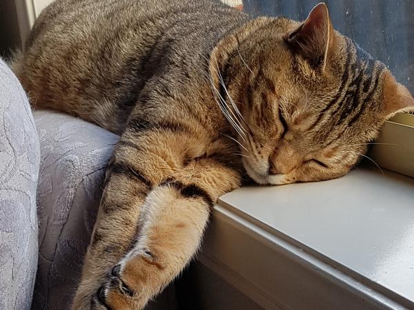 Housesitting assignment in Wyndham Vale, VIC, Australia