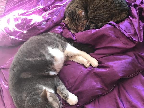 Housesitting assignment in Vantaa, Finland