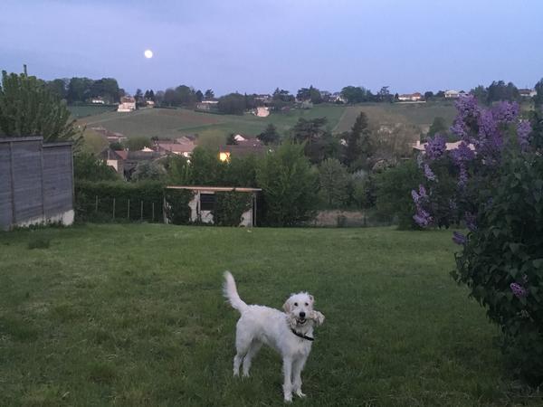 Housesitting assignment in Mâcon, France