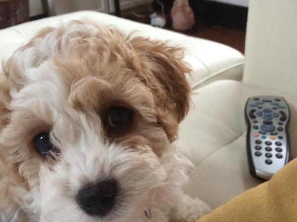 Housesitting assignment in Dublin, Ireland