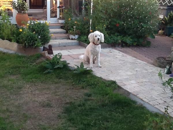 Housesitting assignment in La Roche-sur-Yon, France