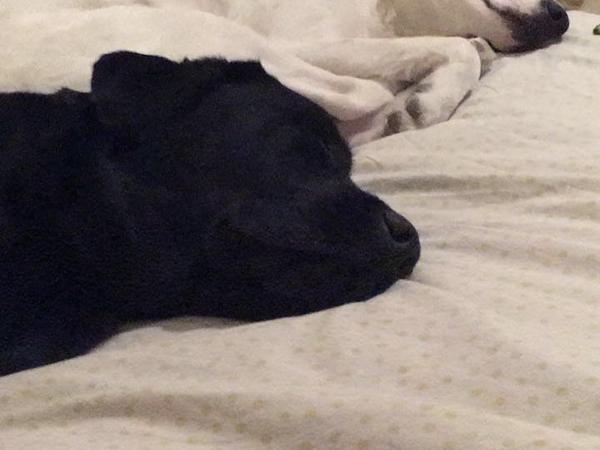 Housesitting assignment in Abu Dhabi, United Arab Emirates
