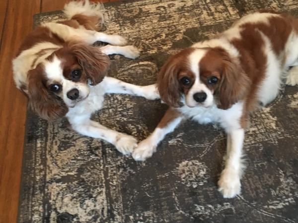 Housesitting assignment in Cremorne, NSW, Australia