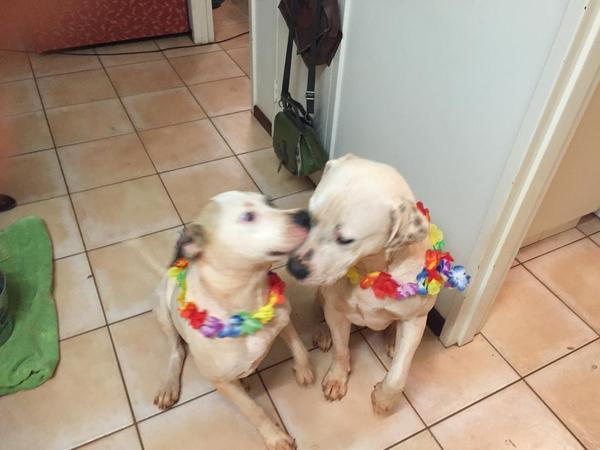 Housesitting assignment in Broome, WA, Australia
