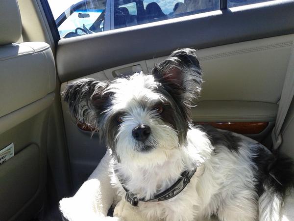 Housesitting assignment in Chemainus, BC, Canada