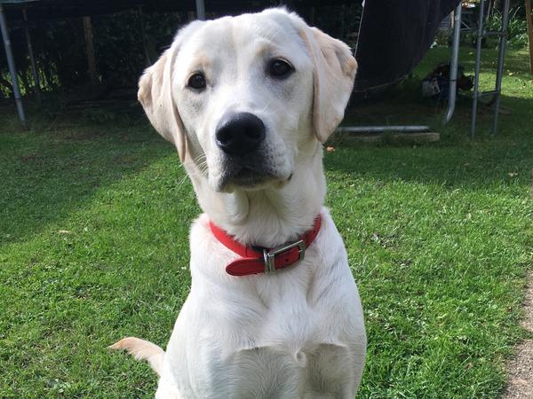 Housesitting assignment in Slough, United Kingdom