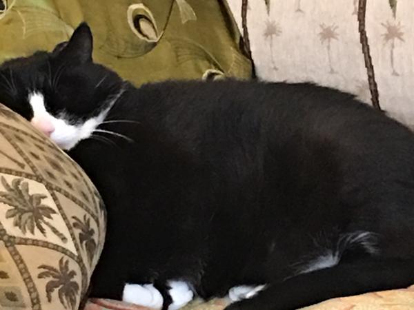 Housesitting assignment in St. John's, Newfoundland and Labrador, Canada