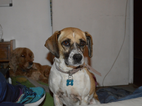 Housesitting assignment in Vitacura, Chile
