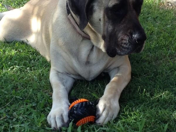 Housesitting assignment in Wakerley, Queensland, Australia