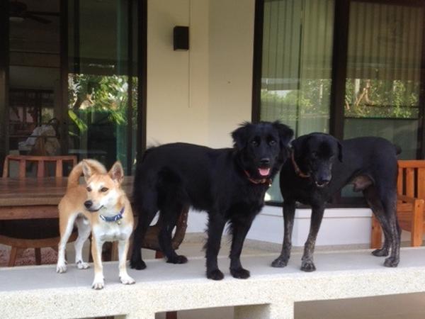 Housesitting assignment in Hang Dong, Thailand