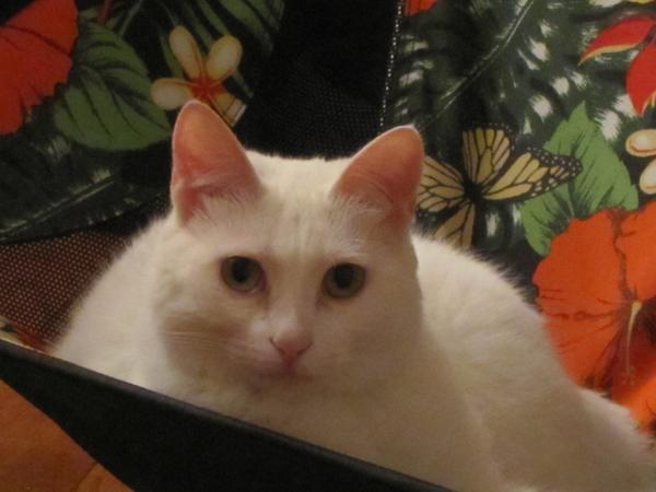 Housesitting assignment in Alexandria, Virginia, United States