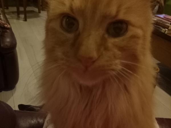 Housesitting assignment in Watsonia, Victoria, Australia
